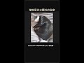 猫咪尾巴尖颤抖的秘密 🐈🔎 #Shorts