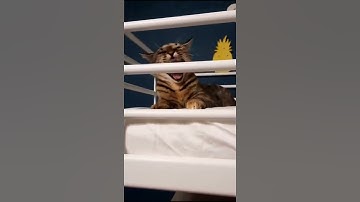 This cat is an apex predator! #shorts