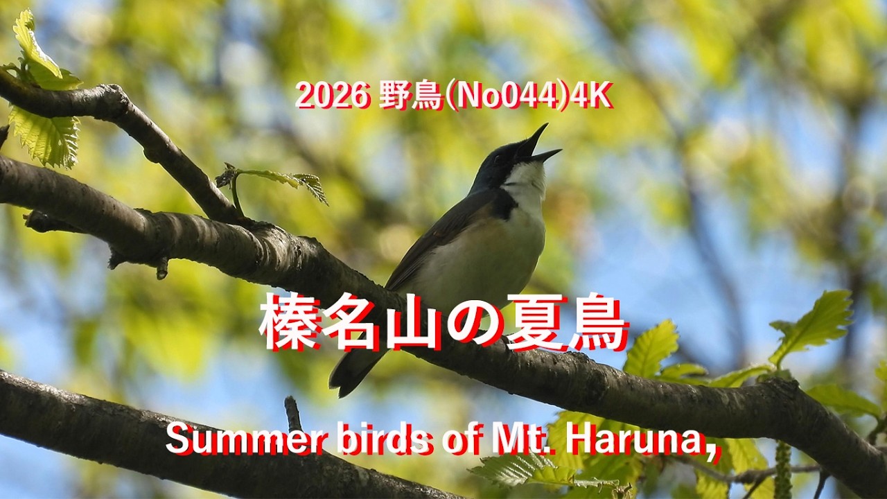 2026榛名山の夏鳥(No044)4K Summer birds of Mt. Haruna,#野鳥 - YouTube