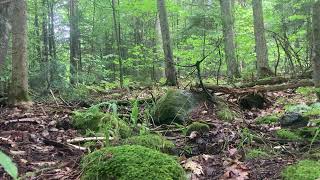 Taking a break on a dry forest stream in the rain (Subtitles ON) screenshot 4