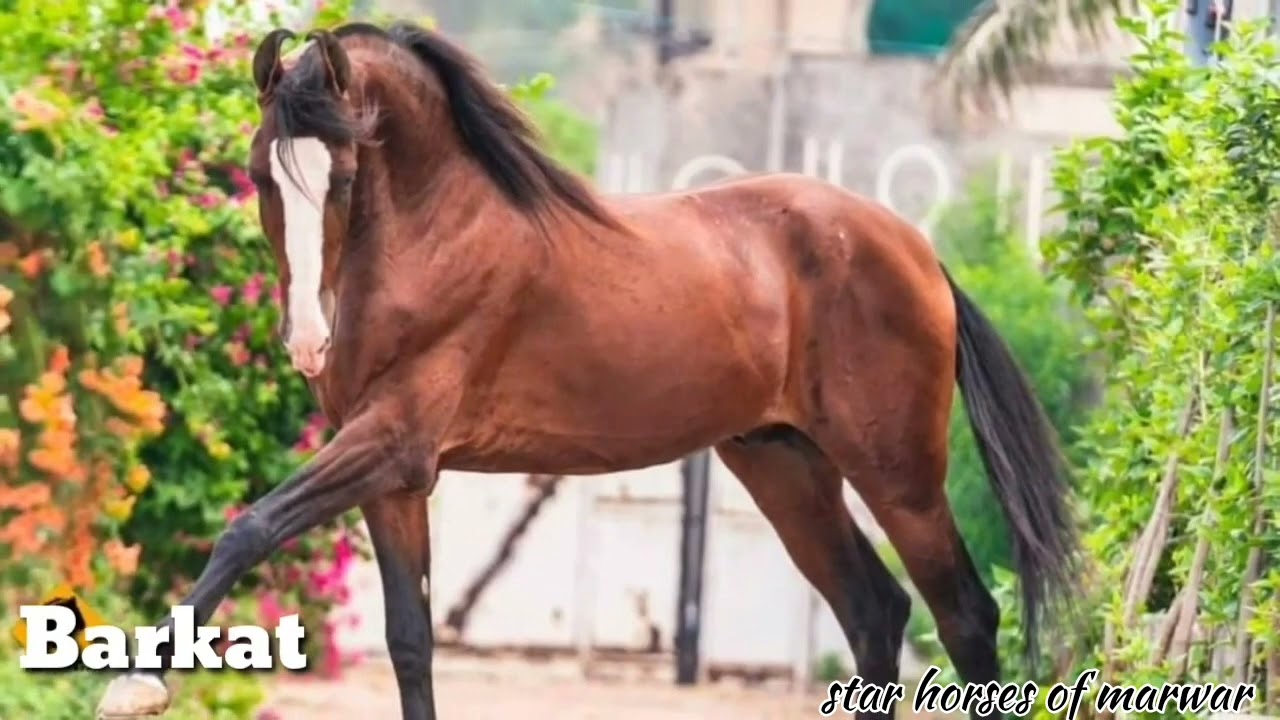 🐎🏆 top and best male progeny of  stallion parbhat 🐎🏆