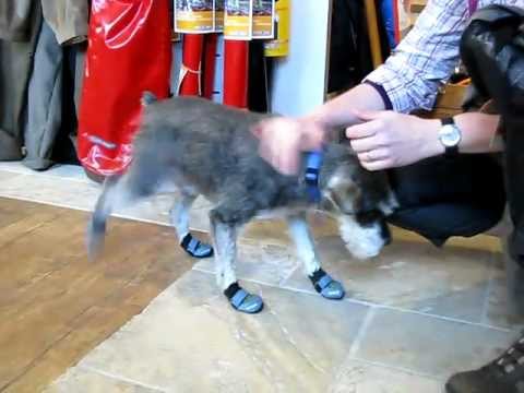 schnauzer shoes
