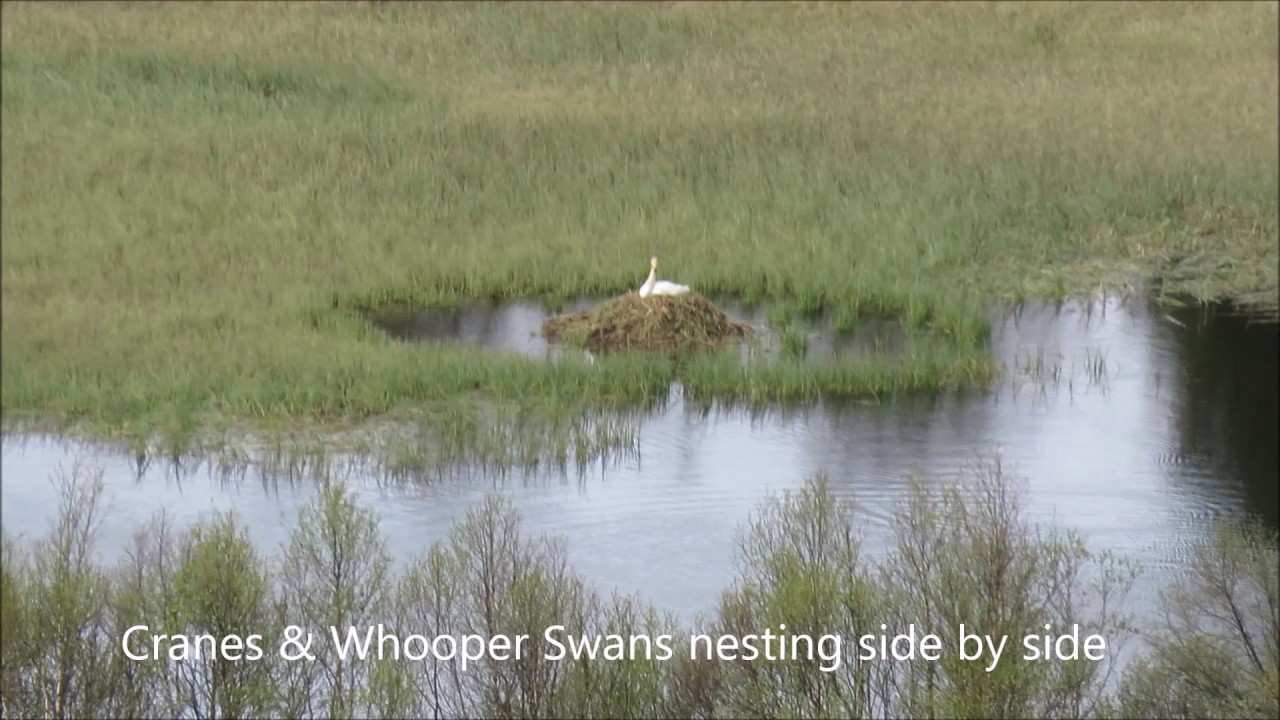 Guiding highlights 2 3 June 2017 camera iphone 8 plus apk