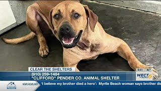 Clear the Shelters: Clifford from the Pender Co. Animal Shelter