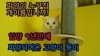 입양9년만에 파양되어 돌아온 고양이 (둥이)/the cat (둥이)who was canceled adoption nine years after adopt