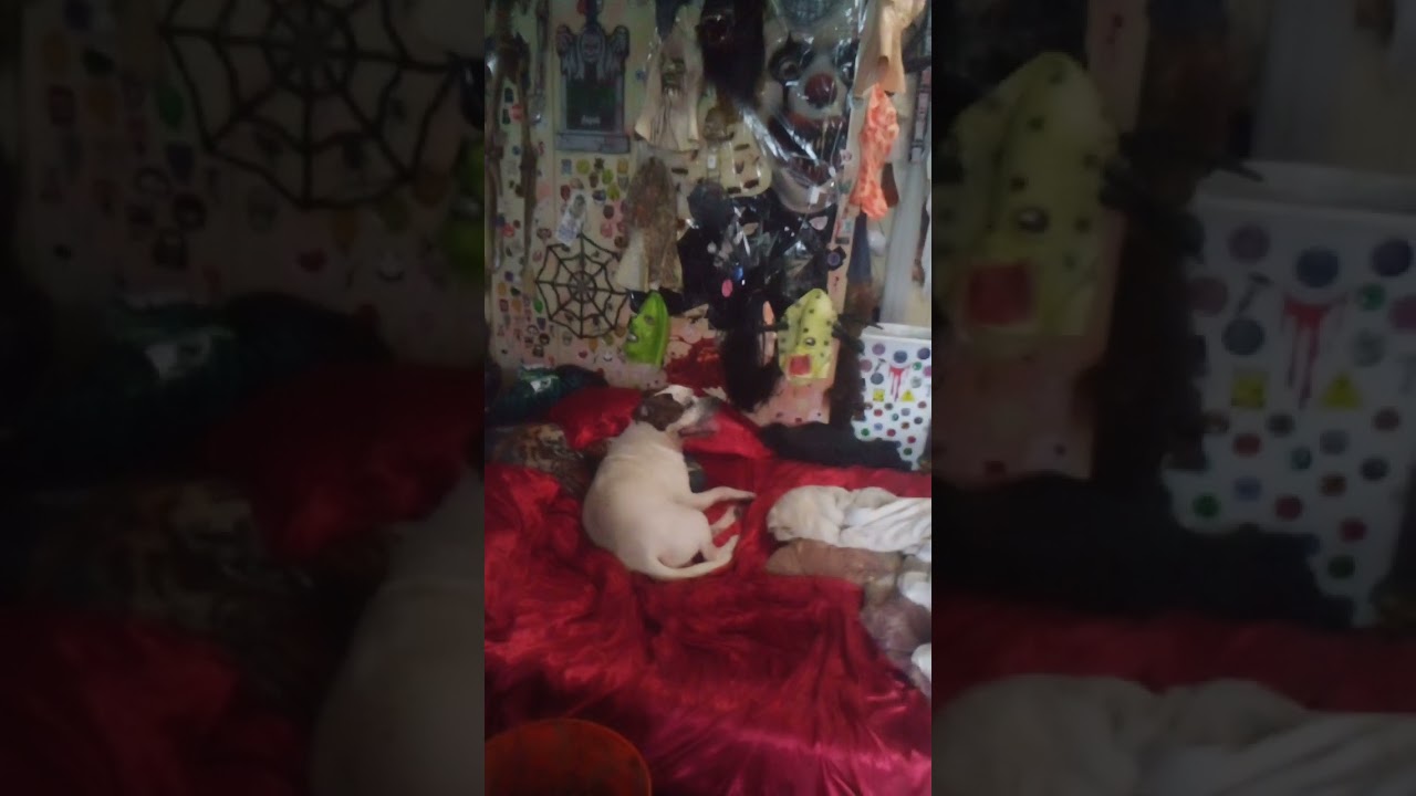 the gary hansen show