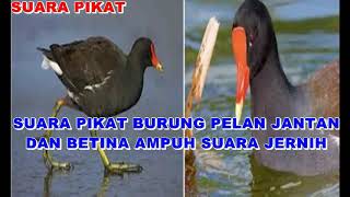 SUARA PIKAT BURUNG PELAN JANTAN DAN BETINA AMPUH SUARA JERNIH
