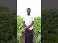 Higher Taxes Deepen Financial Strain on Tobacco Farmers