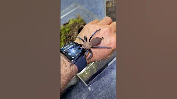This Is Called Stridulation Old World Tarantulas Typically Make This Sound When Nervous 