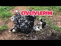 Cüce Koşin Civcivlerim 20 Günlük Oldular !#tavuk #yumurta #kümes#horoz