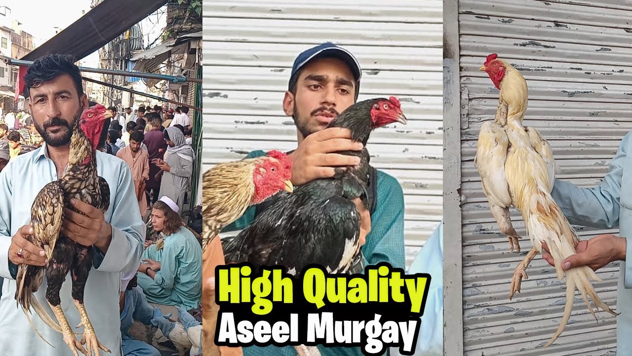 Raja Bazar Aseel Murga Mandi Rawalpindi | Sasty Aseel Murghay | Asian Pets Life