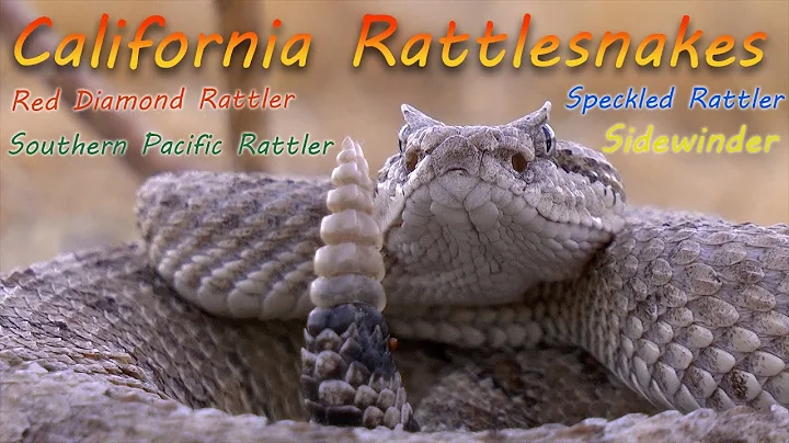 Herping California! All 4 rattlesnakes of San Diego County.