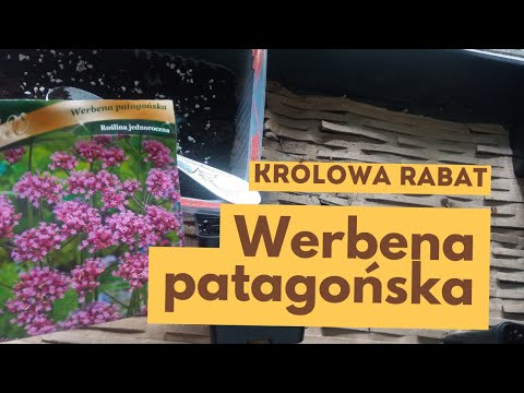 Wideo: Uprawa werbeny z nasion: jak i kiedy sadzić nasiona werbeny