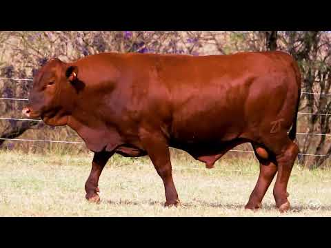 LOTE 24 - ZT 7059