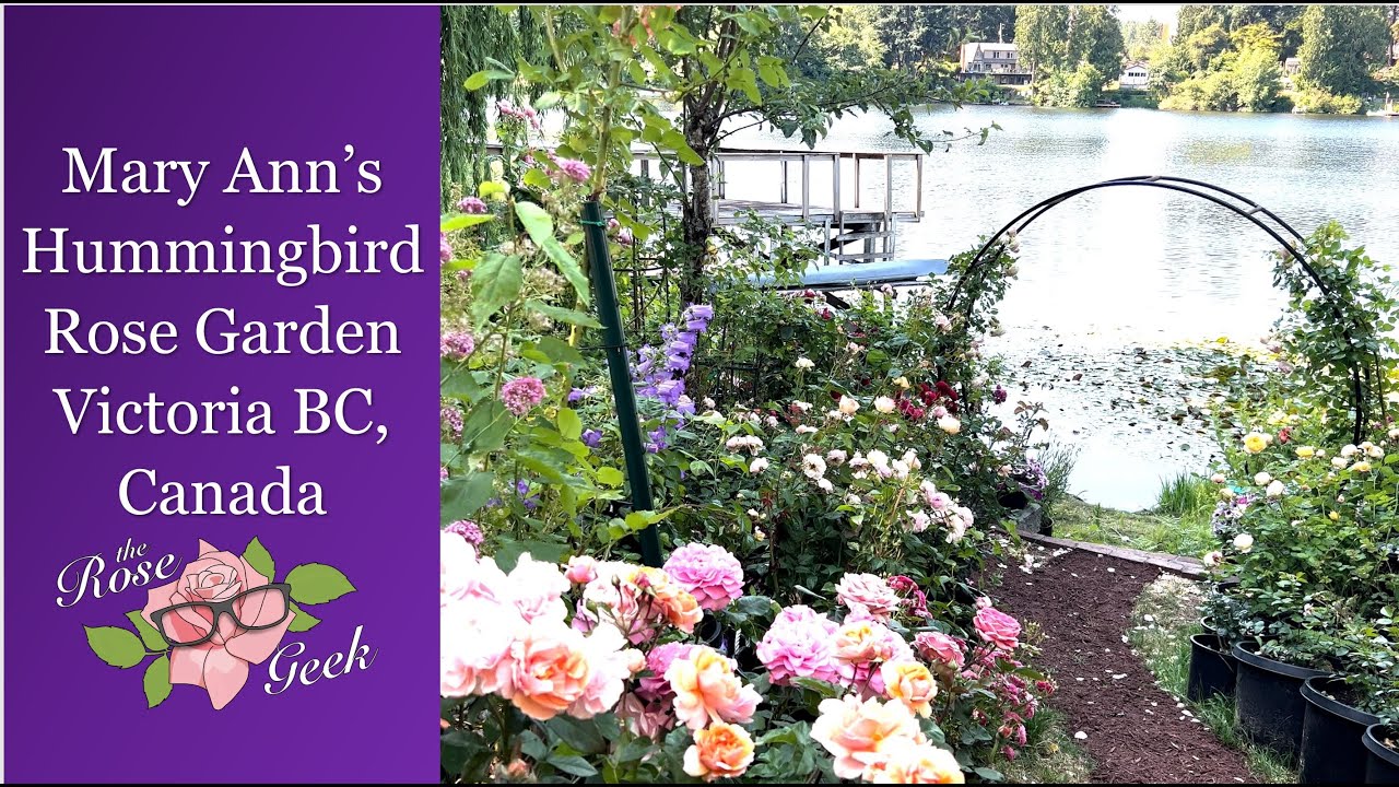 🌹 Mary Ann's Rose Garden Tour w/ Closeup Hummingbirds | Victoria British Columbia, Canada Zone 8b