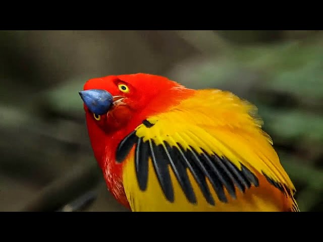 BBC Earth 50 Top Natural History Moments | 30-21 class=