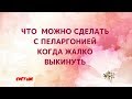 Что можно сделать с пеларгонией если жалко выкинуть