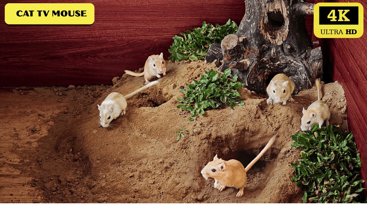 Mouse Dig Real Mice Digging & Playing in Burrow | Cat TV 4K Mouse Entertainment ...