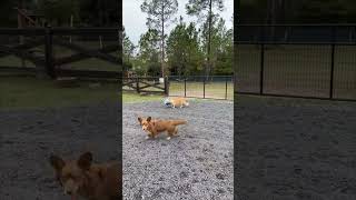 Dog Gets Stuck During its Playtime with a Watering Can