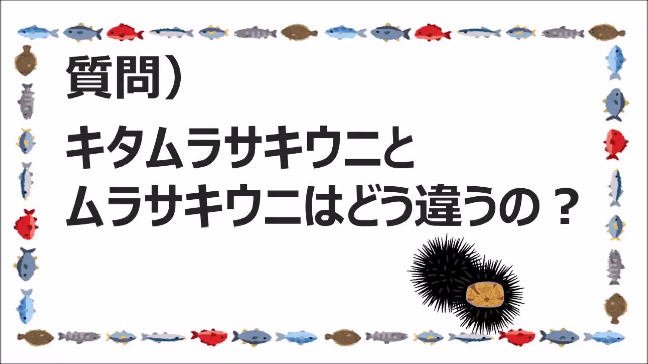 キタムラサキウニとムラサキウニはどう違うの 魚がしコンシェルジュ講座 Youtube