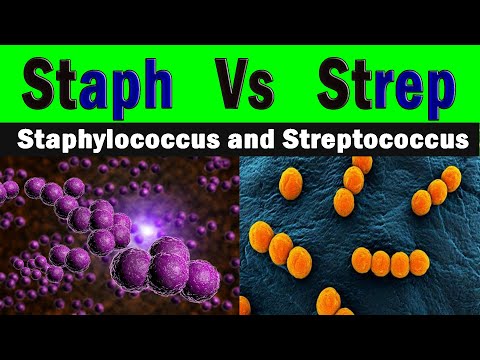 Video: Hur kan du se skillnaden mellan stafylokocker och streptokocker?