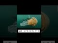 【ヤバすぎる色・形・大きさ】水族館では出会えないクラゲ5選