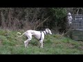 3 dogs go to the woods in the spring time...