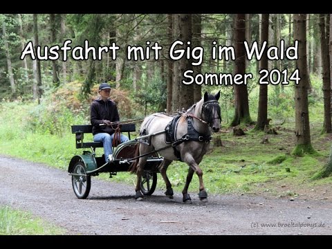 Ausfahrt mit Schlemmer Ponygig im Wald  Schritt,Trab,Galopp