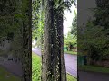 Kayu Hitam Viral // Kayu Eboni