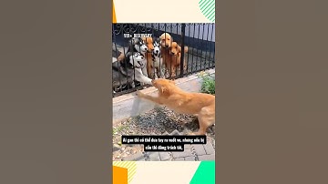 NGUYÊN LÝ TẤN CÔNG QUA RÀO CẢN 😅 #amazingfacts #dongvat #facts