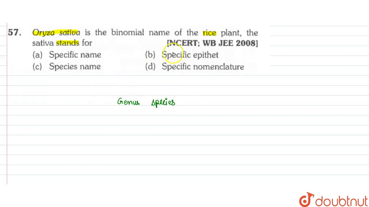 Oryza sativa is the binomial name of the rice plant, the sativa stands for