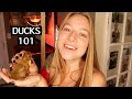 Don T Raise Ducks BEFORE Watching THIS Everything You Need To Know 