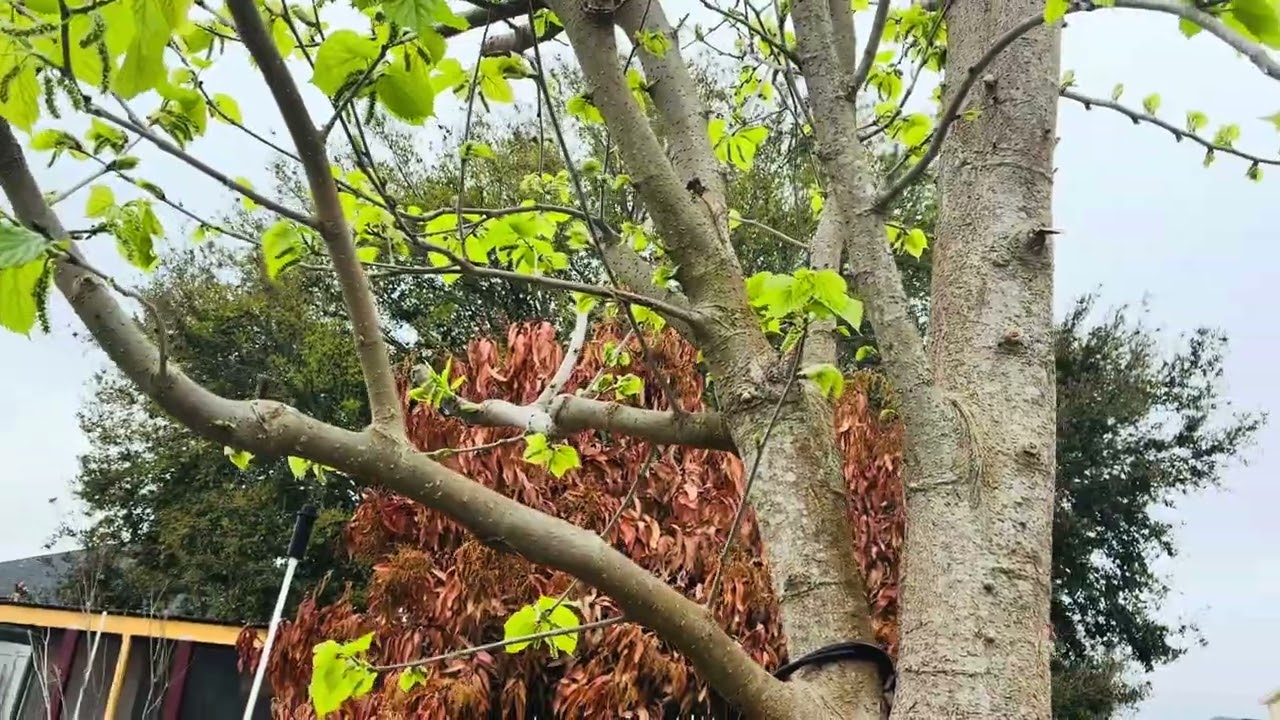 Only One Fruit Tree Survive The Cold Weather Season The Mulberry Tree February 2026