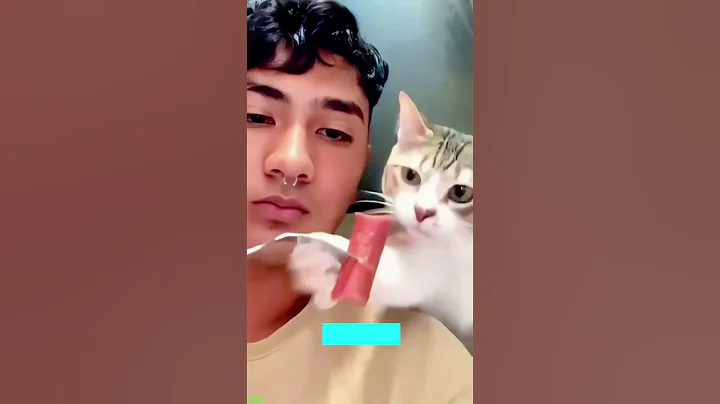 Watch the video about Cat Funny Videos 😸 Cats Being Cats ❤️ # Ep 2998