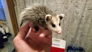 Baby Opossum