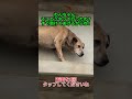 わんちゃん…そこどうやって行ったの？すぐ助けてあげるからね！