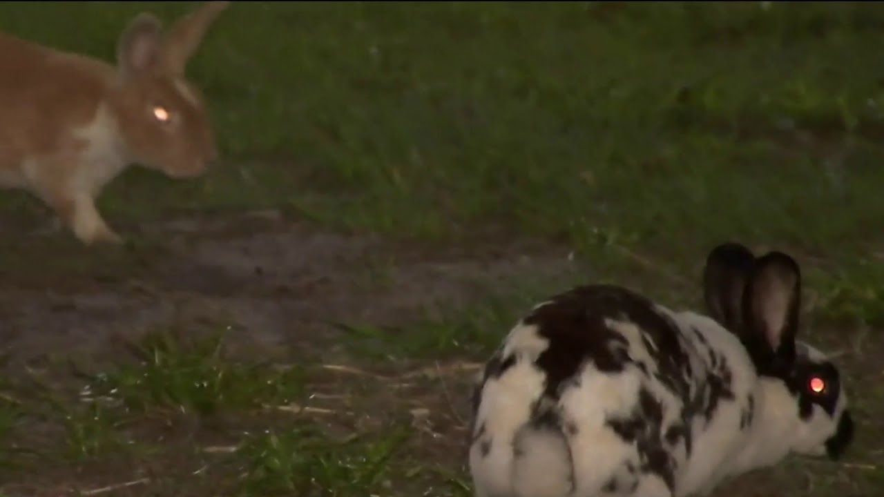 Rabbit live. Rabbit live