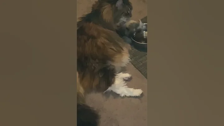 Watch the video about Watch how this cat drinks water #shorts #mainecoon #love
