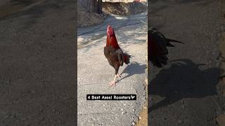 4 Top Quality Aseel Birds My Cage Roosters🐓 Resimi
