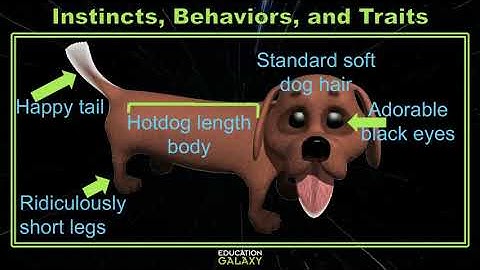 5th Grade - GA Science - Instincts, Behaviors, and Traits - Topic Overview