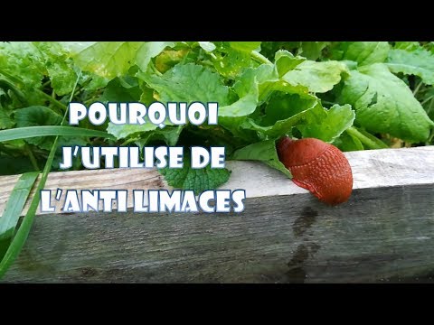 Pourquoi j’utilise de l’anti-limaces - YouTube