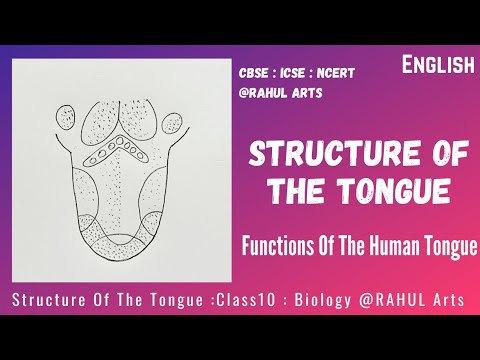 Human Tongue Basic Taste Areas | How to Draw Structure Of The Tongue | Functions Of The Human Tongue