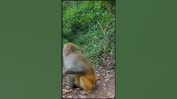 Wolf a Monkey is Eating.- RARE FUNNY WILD #animalsvideo #WildlifeFunny