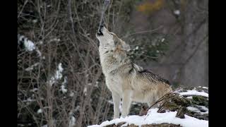 Wolf Howling Sound Effect 🌕 | Haunting Night Forest Ambience for Horror, Games & Editing