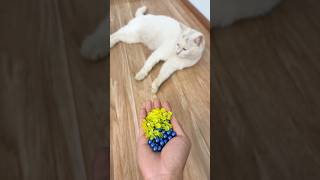 Cute cat 😻 and baeds 🟢🔴🔵🌈 #cat  #asmr #reverse
