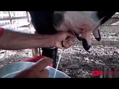 Vídeo: Como Ordenhar Uma Vaca