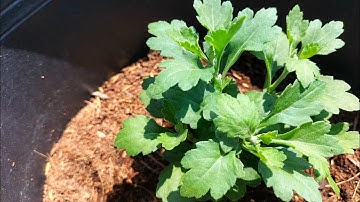 Cập nhật tình hình phát triển của cúc mâm xôi giai đoạn nhân giống làm hoa Tết 2025