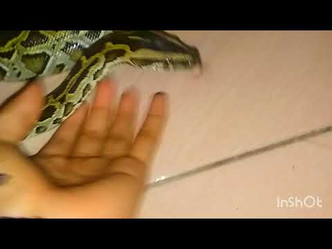 Python bivittatus Jinak Body full bohay 😁Video pendek