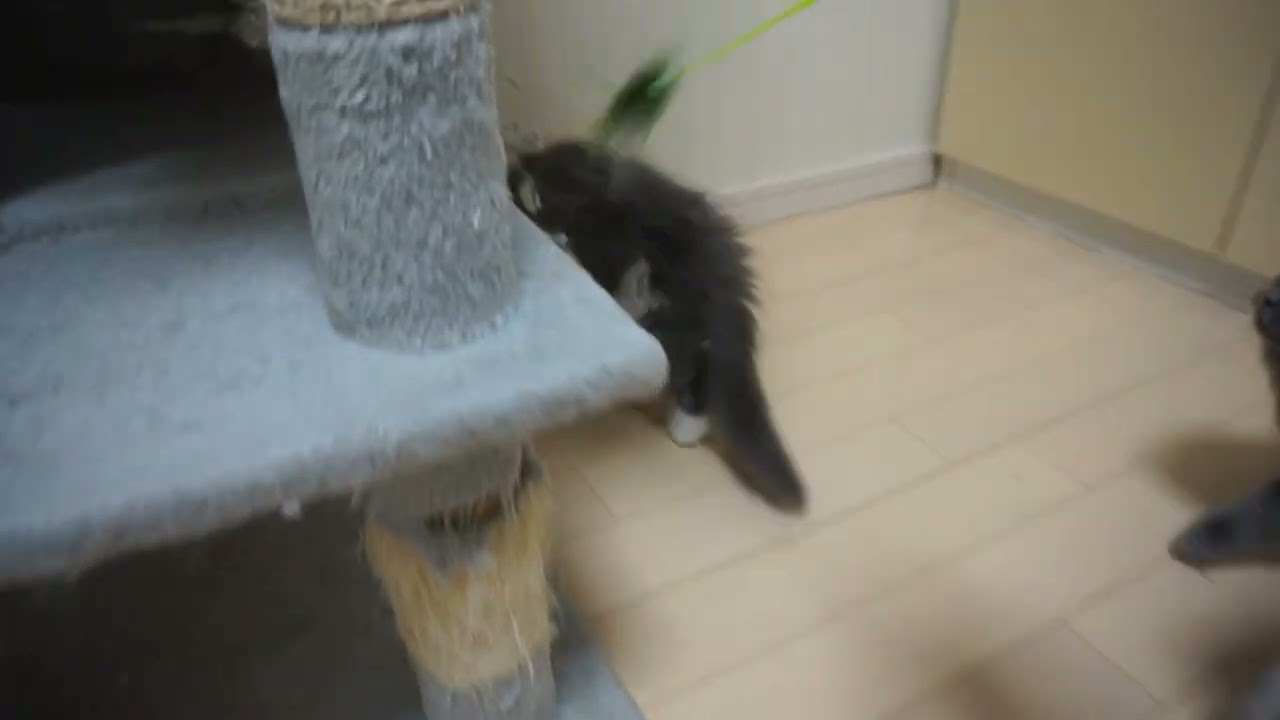 スコティッシュフォールド(折れ耳)【茨城県・女の子・2025年8月29日・ブルーアンドホワイト】ハチワレおっとり可愛いお顔してます｜みんなの子猫ブリーダー（子猫ID：2510-03135）