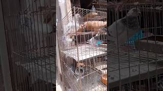 Pigeon Shop #pigeon #bird #pigeonmarket #shorts